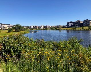 A View Of A Beautiful Lake Surrounded By Flowers And Homes In The Summer, Or Retention Pond, In North Edmonton, In The Neighbourhood Of Crystalina Nera.