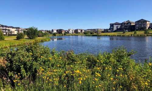 A View Of A Beautiful Lake Surrounded By Flowers And Homes In The Summer, Or Retention Pond, In North Edmonton, In The Neighbourhood Of Crystalina Nera.