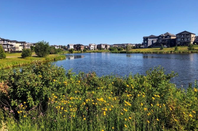 A View Of A Beautiful Lake Surrounded By Flowers And Homes In The Summer, Or Retention Pond, In North Edmonton, In The Neighbourhood Of Crystalina Nera.
