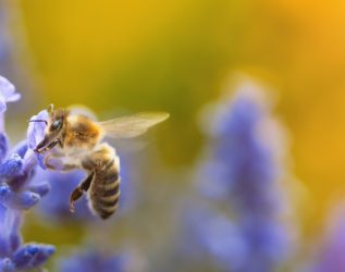 Honey bee (Apis mellifera) collecting pollen at violet flower. Bee pollinates lavender flower on blur background. Wide banner. Super macro. Extreme close-up. Organic BIO farming, back to nature.