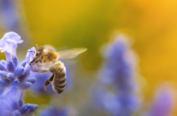 Honey bee (Apis mellifera) collecting pollen at violet flower. Bee pollinates lavender flower on blur background. Wide banner. Super macro. Extreme close-up. Organic BIO farming, back to nature.