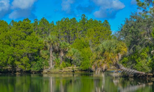 Crystal River Has Natural Springs Feeding It. Crystal River Preserve State Park Is In Citrus County, Florida
