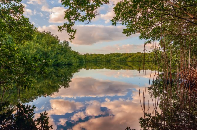 Coot Bay Pond in Everglades National Park. Florida. USA