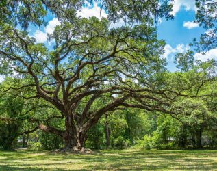 Large,Southern,Live,Oak,Tree,(quercus,Virginiana),Estimated,To,Be