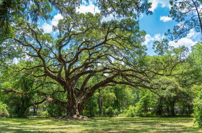 Large,Southern,Live,Oak,Tree,(quercus,Virginiana),Estimated,To,Be