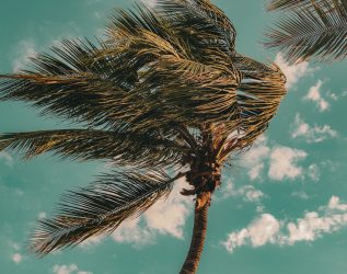 Palmtree Wind
