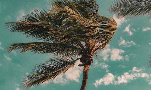 Palmtree Wind