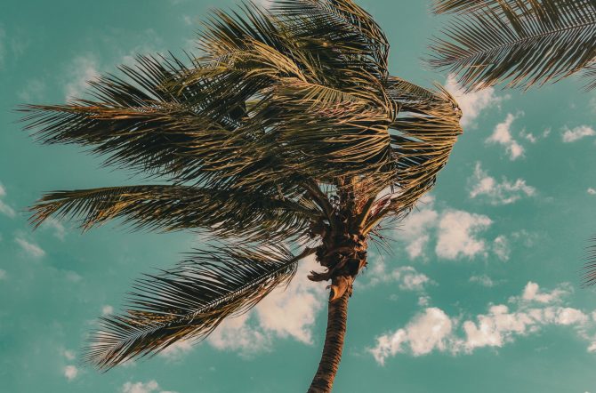 Palmtree Wind
