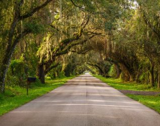 Perspective,Of,Paved,Rural,Road,Under,A,Canopy,Of,Live