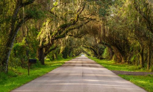 Perspective,Of,Paved,Rural,Road,Under,A,Canopy,Of,Live