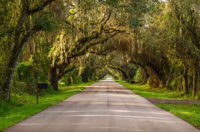 Perspective,Of,Paved,Rural,Road,Under,A,Canopy,Of,Live