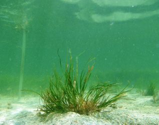 Shoal Grass