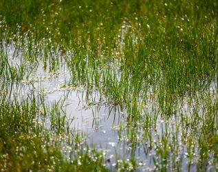 Water  puddles stand on a field with grass