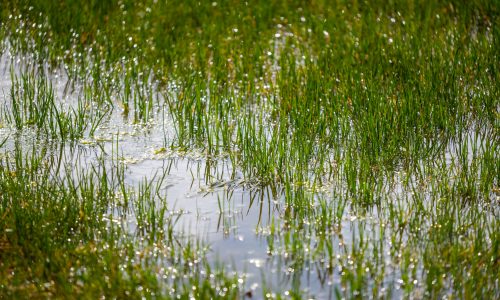 Water  puddles stand on a field with grass