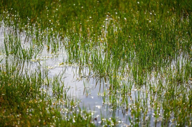 Water  puddles stand on a field with grass