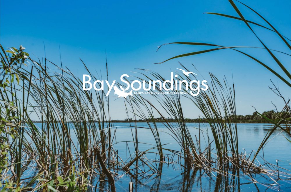 Baysoundings Cover
