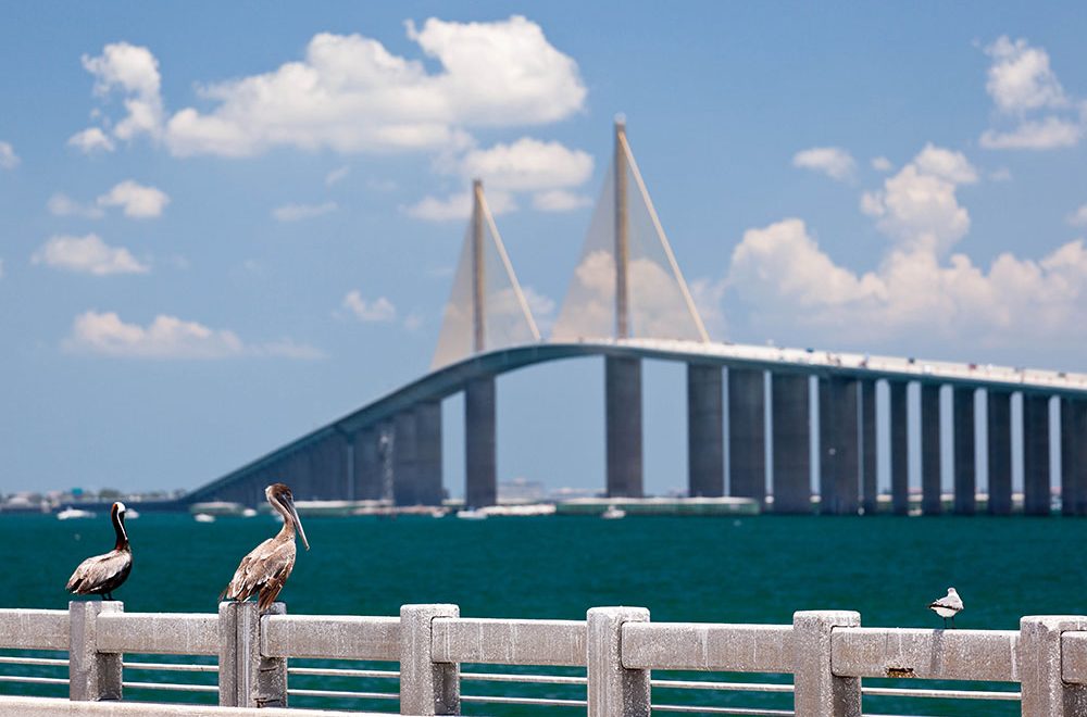Pelicans Looking At Skyway Bridge