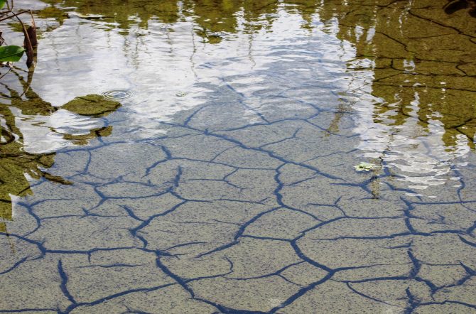 Cracked,Earth,In,The,Swamps,Of,Florida,During,A,Drought