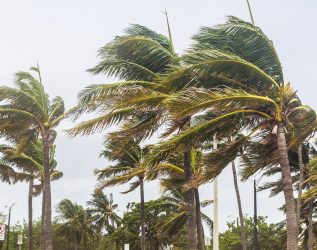 Palm,Trees,Blowing,In,The,Winds,,Catastrophic,Hurricane,Irma.