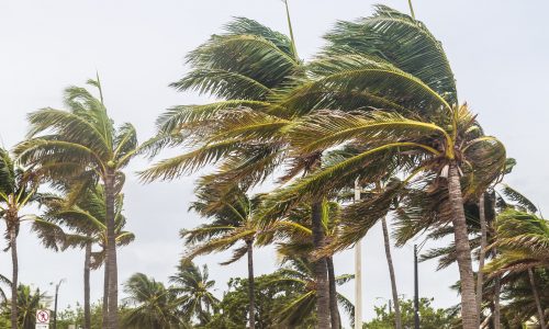 Palm,Trees,Blowing,In,The,Winds,,Catastrophic,Hurricane,Irma.