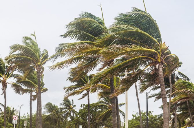 Palm,Trees,Blowing,In,The,Winds,,Catastrophic,Hurricane,Irma.