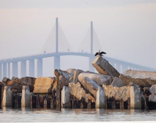 A Cormorant Sits On Concrete Blocks In Front Of The Sunshine Skyway Bridge In The Tampa Bay Area Of Florida