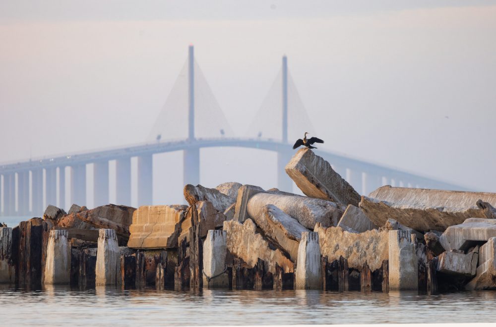 A Cormorant Sits On Concrete Blocks In Front Of The Sunshine Skyway Bridge In The Tampa Bay Area Of Florida